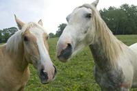 Cjp_2010_05_28_073853 (1).jpg